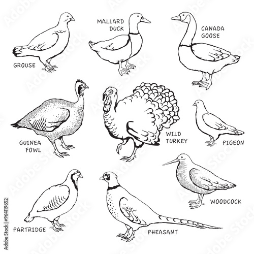 Vector illustration of game birds