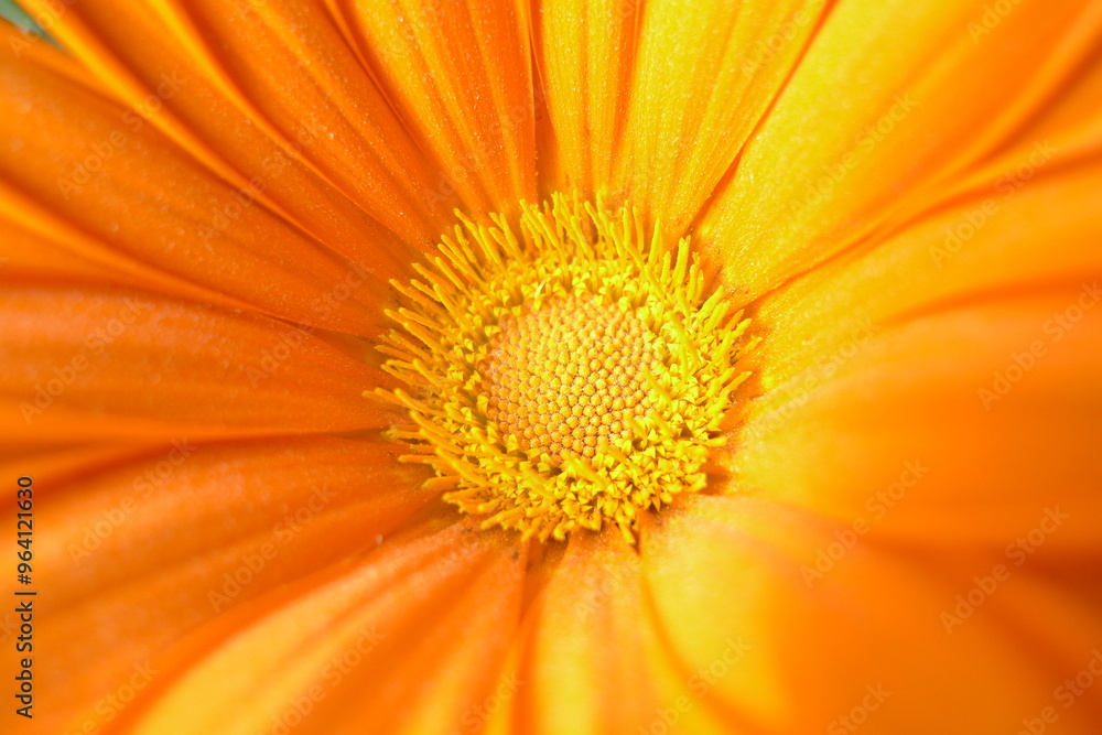 close up of yellow flower close up of yellow flower