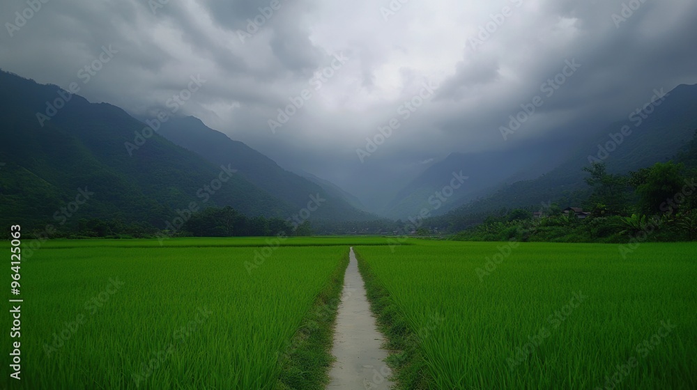 Obraz premium Serene green rice fields with mountain backdrop gloomy skies