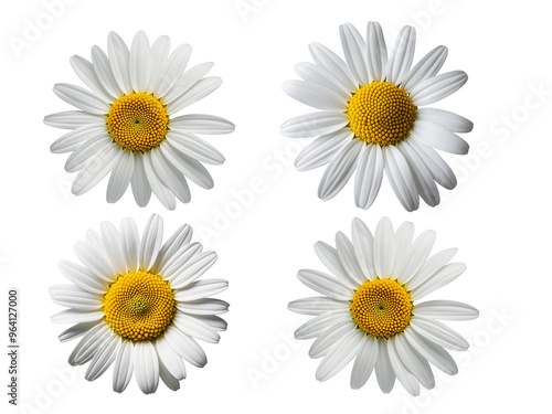 Daisy flowers on transparent background