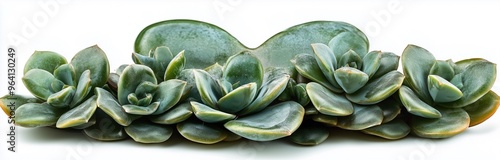 close up of heartshape succulent photo