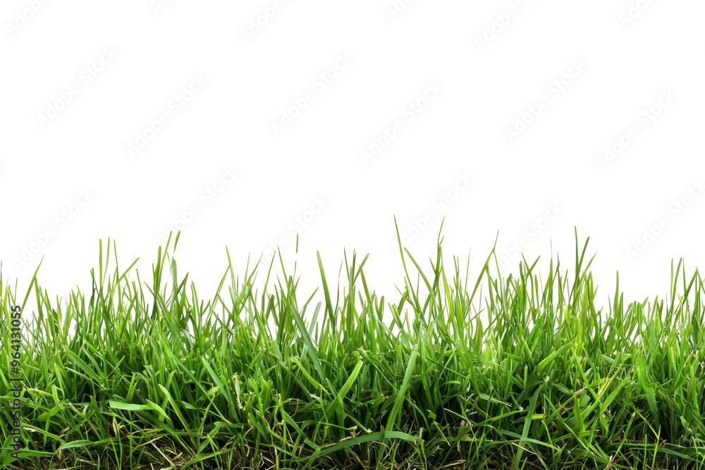 Close-up of lush green grass blades, ideal for nature, gardening, and lawn care themes. Provides a fresh, vibrant, and natural background. Close-up of lush green grass blades, ideal for nature, gardening, and lawn care themes. Provides a fresh, vibrant, and natural background.