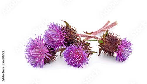 Burdock flower isolated on white background. Medicinal plant: Arctium