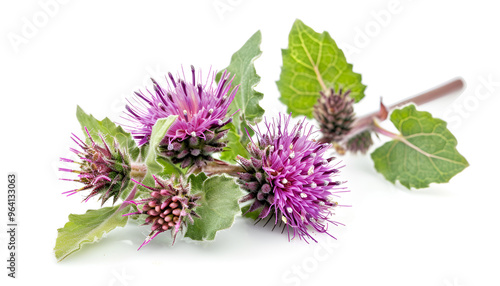 Burdock flower isolated on white background. Medicinal plant: Arctium