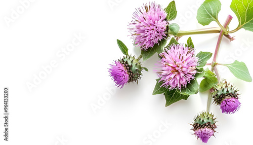 Burdock flower isolated on white background. Medicinal plant: Arctium