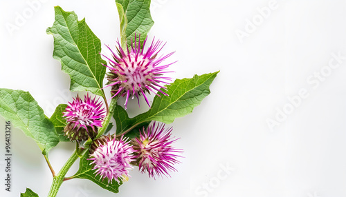Burdock flower isolated on white background. Medicinal plant: Arctium