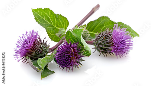 Burdock flower isolated on white background. Medicinal plant: Arctium