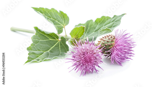 Burdock flower isolated on white background. Medicinal plant: Arctium