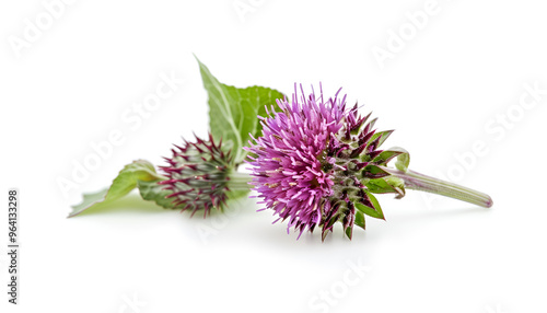 Burdock flower isolated on white background. Medicinal plant: Arctium