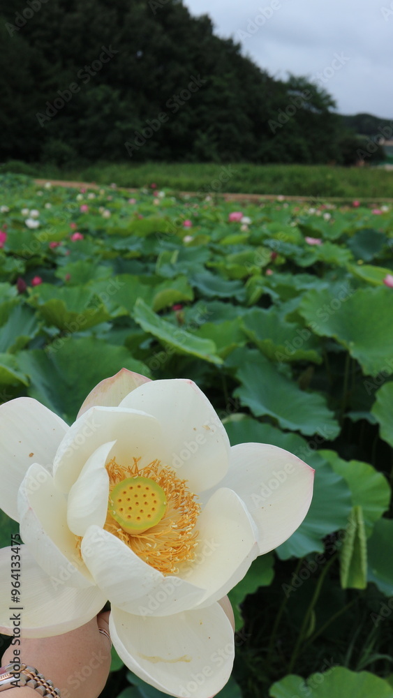 lotus, flower, summer, korea, pond, green, lotusflower, blossom, lotusblossom