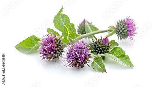 Burdock flower isolated on white background. Medicinal plant: Arctium