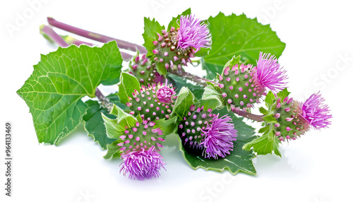 Burdock flower isolated on white background. Medicinal plant: Arctium