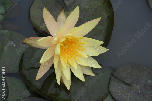 Photography Yellow lotus in the pond