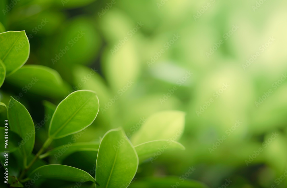 Closeup beautiful view of nature green leaf on greenery blurred background with sunlight and copy space. It is use for natural ecology summer background and fresh wallpaper concept. Closeup beautiful view of nature green leaf on greenery blurred background with sunlight and copy space. It is use for natural ecology summer background and fresh wallpaper concept.