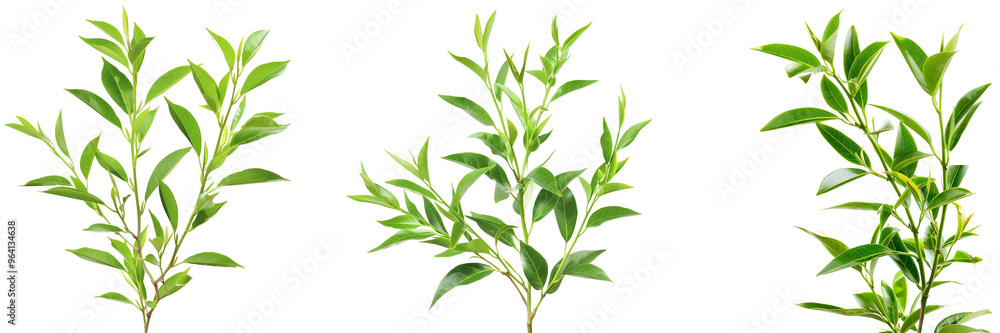 Fototapeta premium Set of tea tree branches with fresh green leaves isolated on a transparent background
