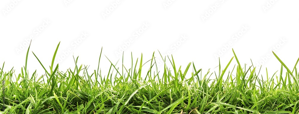 Vibrant Green Grass Against a Blank White Background Vibrant Green Grass Against a Blank White Background