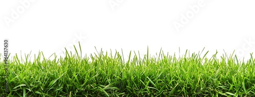 Fresh Green Grass Against a White Background