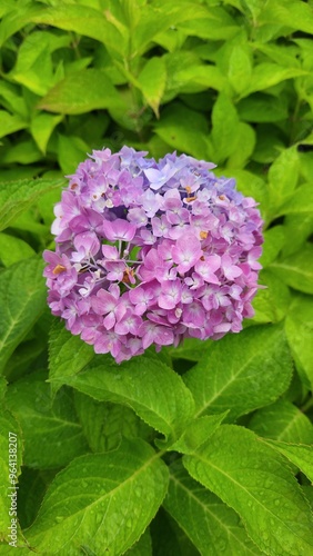 Hydrangea macrophylla flower head split down in color. Beautiful hydrangea flowers of pink and blue in Japan. Half blue and half pink inflorescence. Bicolor hortensia flowering plant.