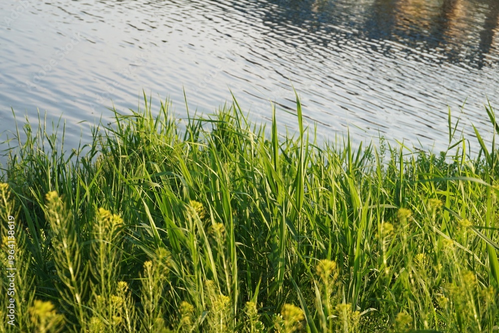Obraz premium beautiful river and grass. Beautiful calm nature landscape with river or lake