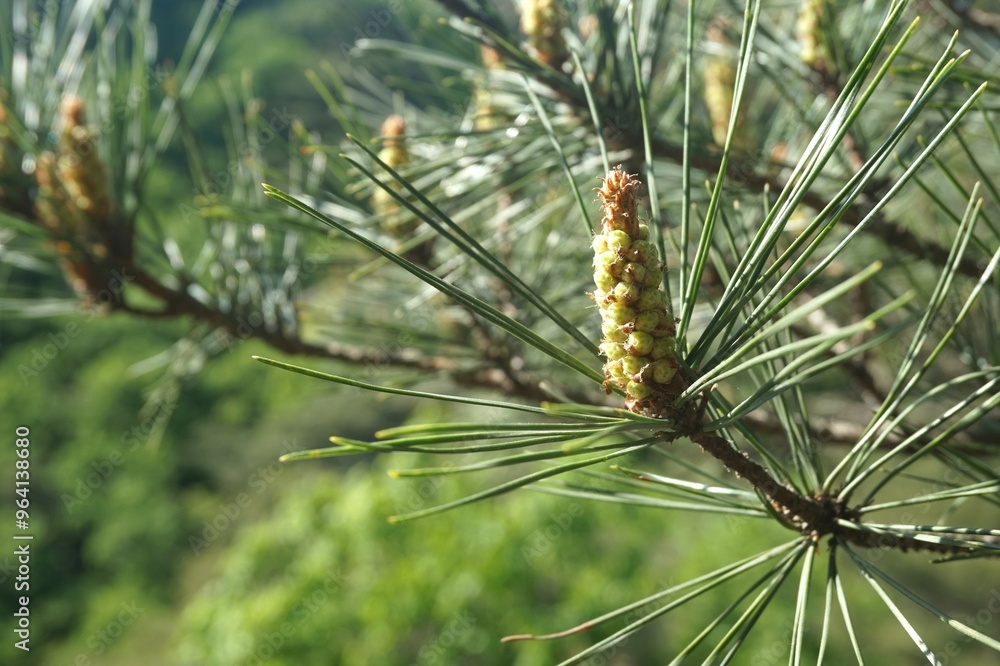 Pine blossom. Pine pollen. allergy to pine blossoms Pine blossom. Pine pollen. allergy to pine blossoms