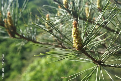 Pine blossom. Pine pollen. allergy to pine blossoms