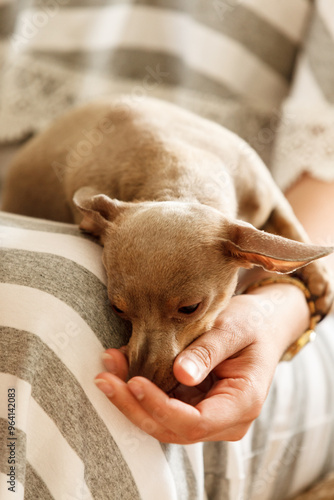 Little dog eats food from hand photo