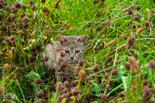 A curious grey kitten peeks through vibrant green grass, surrounded by dried flower heads.