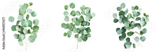 set of A Isolated greenery, eucalyptus tree branch with many round on a transparent background