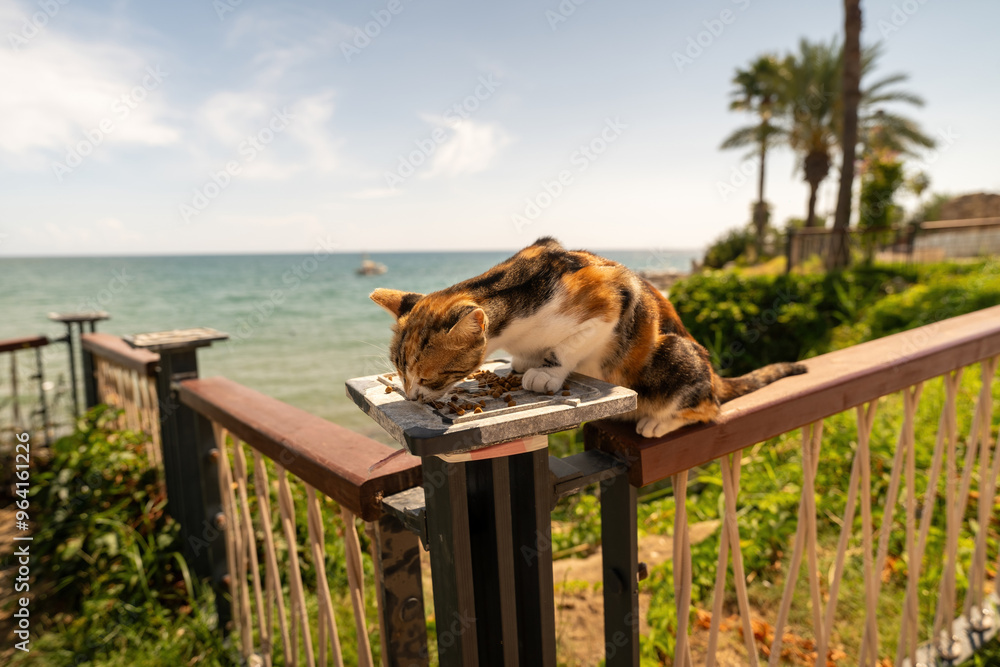 Calico Cat Eating on Seaside Fence in Sunlit Garden