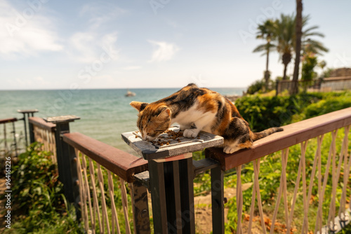 Obraz na płótnie Calico Cat Eating on Seaside Fence in Sunlit Garden w salonie