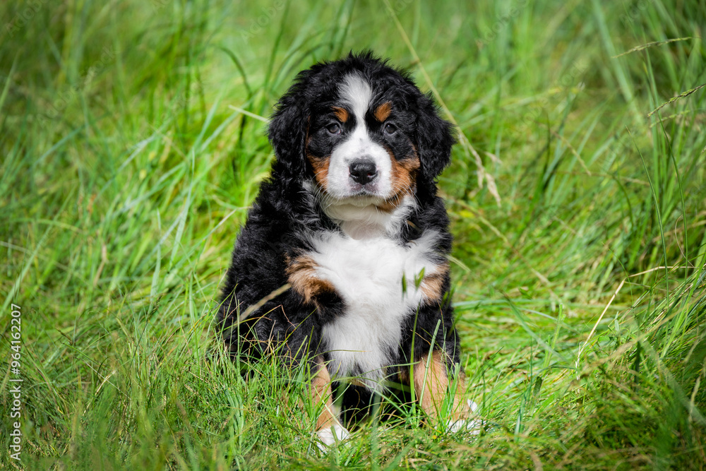tricolor bernese mountain dog australian shepherd puppy sitting in the grass. white-brown-black puppy with wavy hair in the grass in the yard tricolor bernese mountain dog australian shepherd puppy sitting in the grass. white-brown-black puppy with wavy hair in the grass in the yard