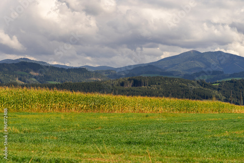 An agricultural field is covered with green ripe corn under the summer sun