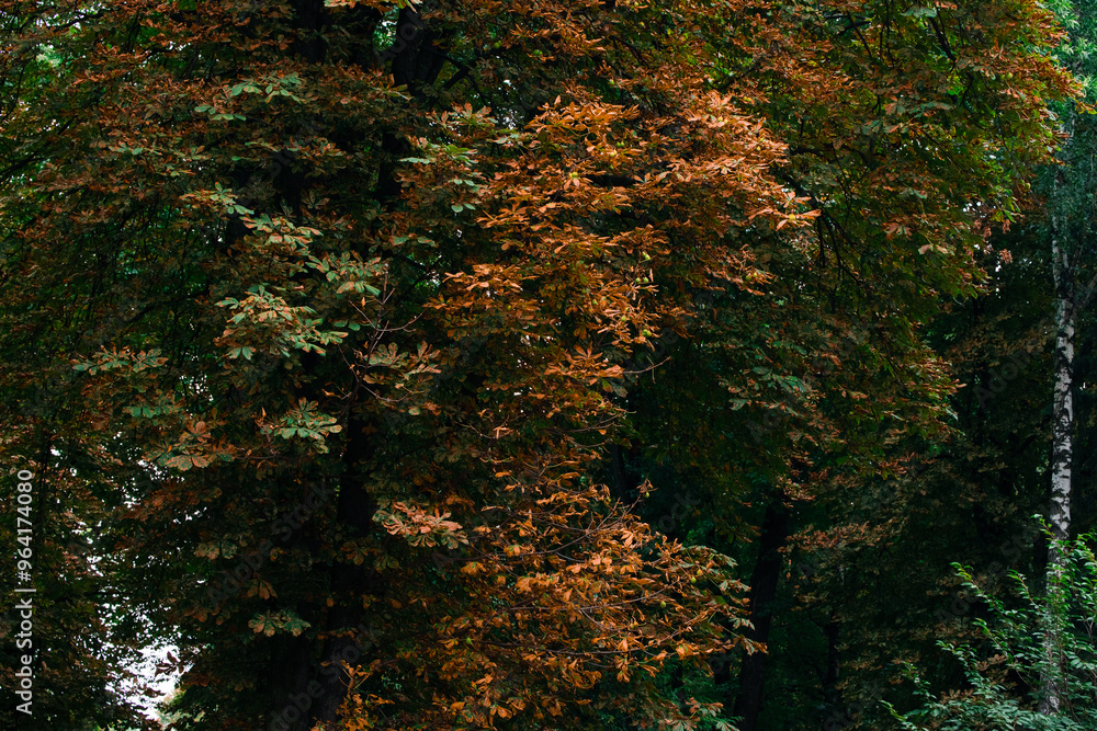 autumn brown and green trees foliage natural background October with low light and muted colors in shadow environment space autumn brown and green trees foliage natural background October with low light and muted colors in shadow environment space