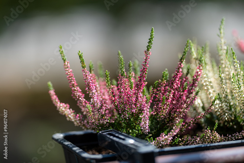 Obraz na płótnie Autumn on the balcony. Beautiful heather on a blurred background w salonie