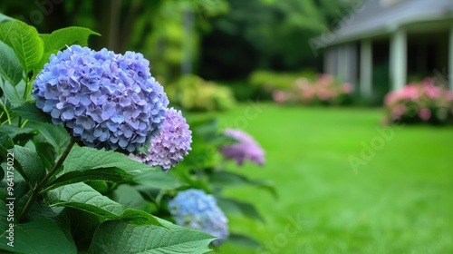 summer private garden with blooming Hydrangea Annabelle photo