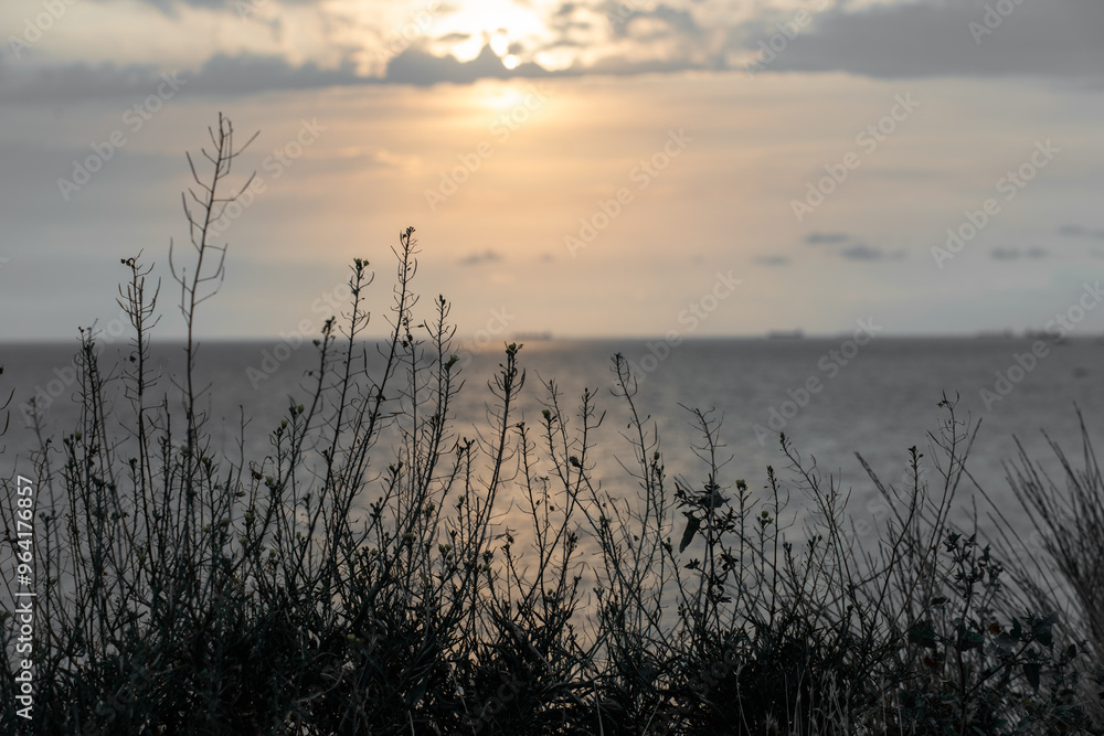 Silhouette of wild coastal plants against a serene sunset over the sea. Silhouette of wild coastal plants against a serene sunset over the sea.