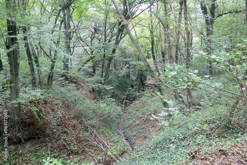 Forest in Borovets district (Varna, Bulgaria) at the end of summer
 photo