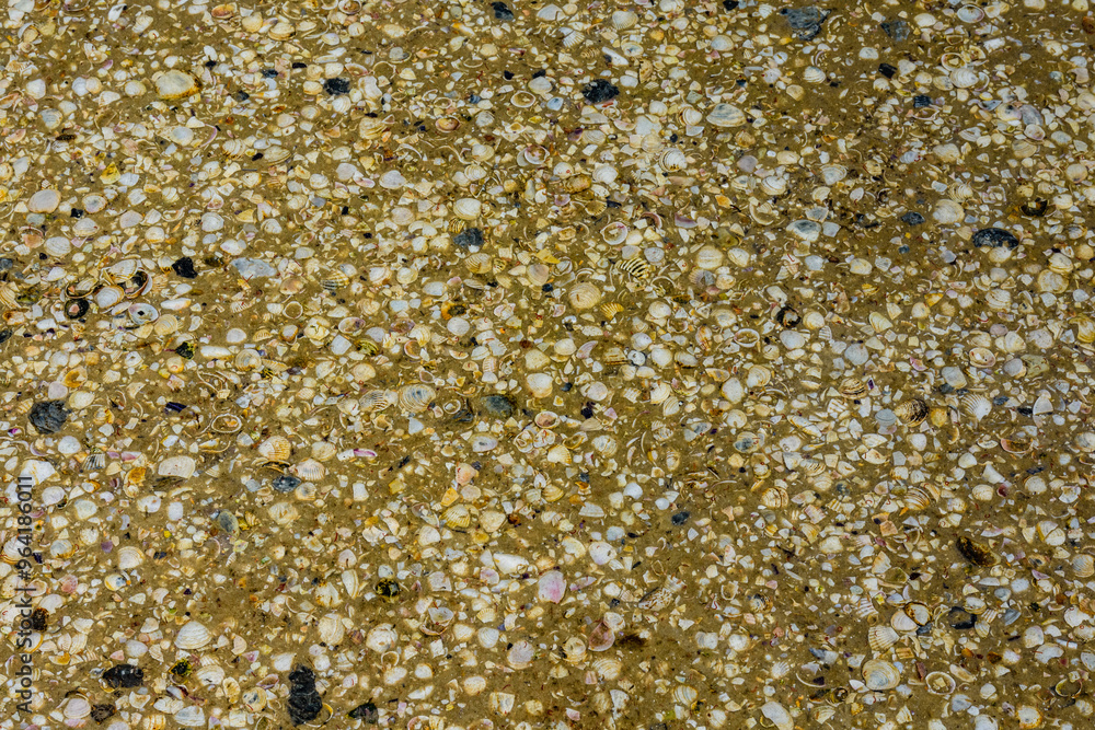 Background of the many sea shells. Natural pattern Background of the many sea shells. Natural pattern