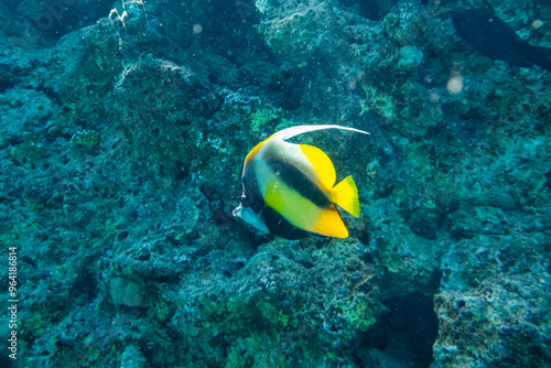 Colonies of the corals and Heniochus fish at coral reef in Red sea photo