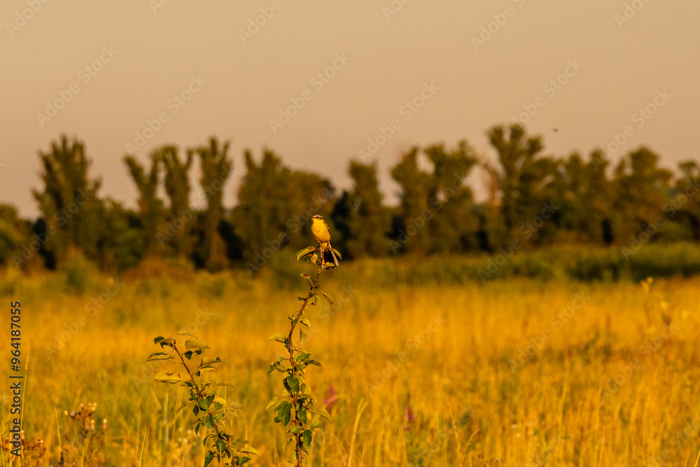 Western yellow wagtail (Motacilla flava) on a tree branch Western yellow wagtail (Motacilla flava) on a tree branch