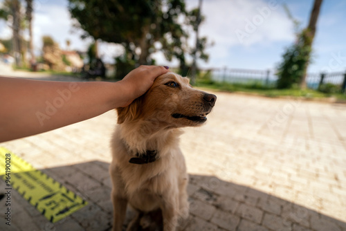 Person Gently Holding Adorable Dog Outdoors in Sunny Park, petting a dog