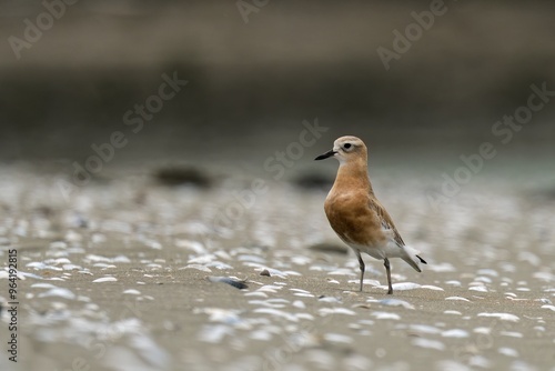 Red Breasted Dotterel on a sandy beach