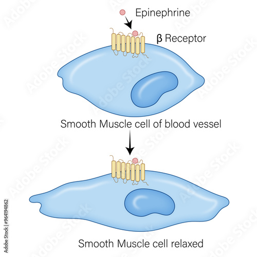 Mechanism of Smooth Muscle Cell Relaxation: Beta Receptor Binding to Epinephrine and Its Effects on Muscle Contraction