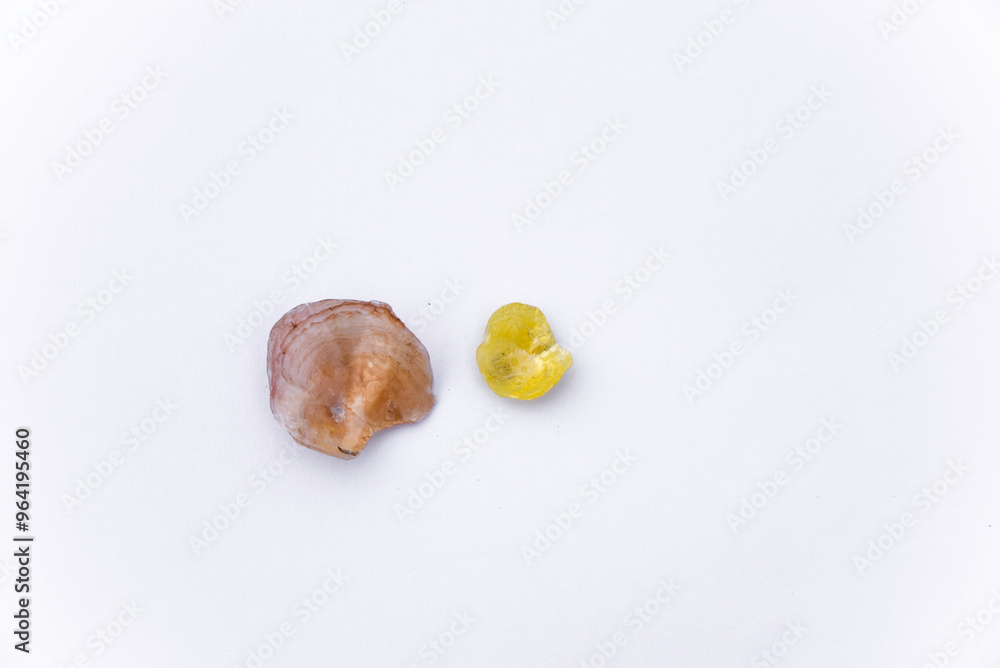 Composition of exotic sea shells and on a white background, top view. sea shells isolated on a white background. Flat lay, Seashells on a white background, A place for copying and writing. Composition of exotic sea shells and on a white background, top view. sea shells isolated on a white background. Flat lay, Seashells on a white background, A place for copying and writing.