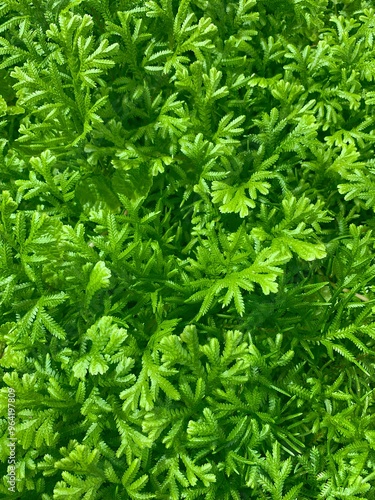 Vibrant Green Selaginella: A Lush Foliage Close-Up, selaginella plant leaves background.