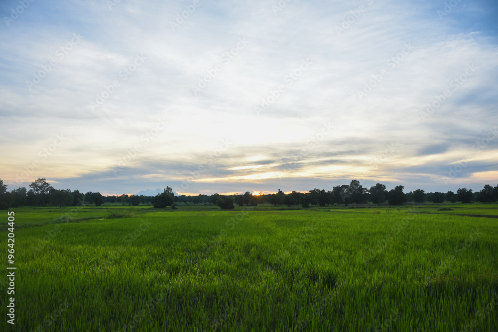 Green rice fields, sky and sunshine Green rice fields, sky and sunshine