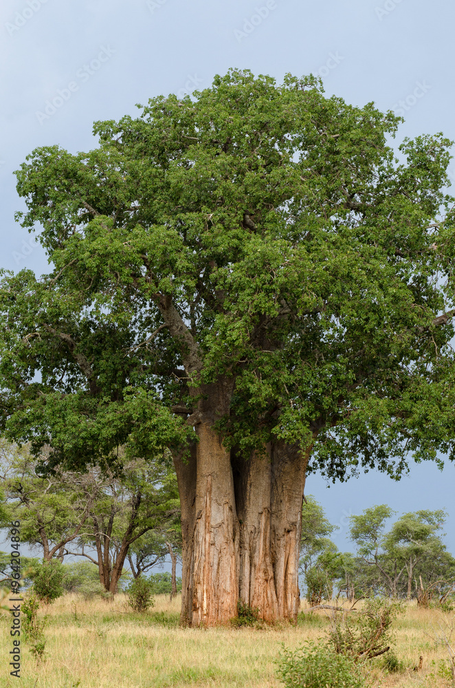 Baobab africain, Adansonia digitata, parc national de Tarangire, Tanzanie Baobab africain, Adansonia digitata, parc national de Tarangire, Tanzanie