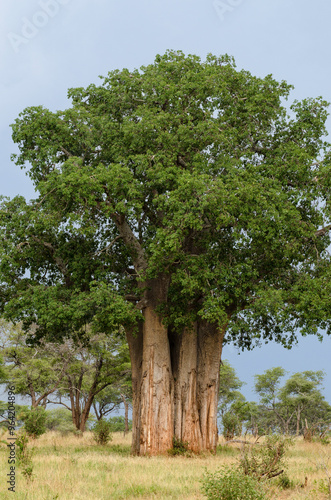 Wallpaper Mural Baobab africain, Adansonia digitata, parc national de Tarangire, Tanzanie Torontodigital.ca