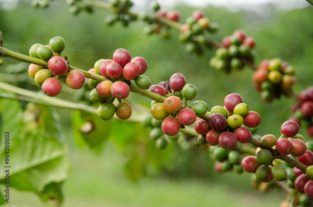 caféier d'Arabie, café, plantation, Coffea arabica, Tanzanie caféier d'Arabie, café, plantation, Coffea arabica, Tanzanie