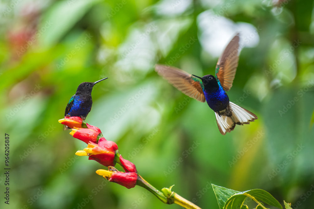 Fototapeta premium Velvet-purple Coronet (Boissonneaua jardini), fighting, in flight, 4K resolution, best Ecuador humminbirds 